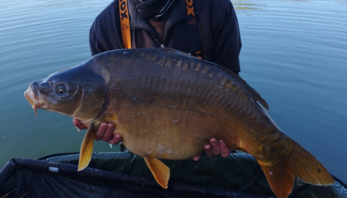 A carp from Emeraude, Apr 2023