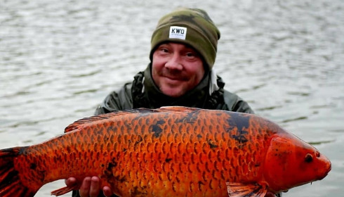 A carp from Evaro, Additional Stocking, Dec 2021