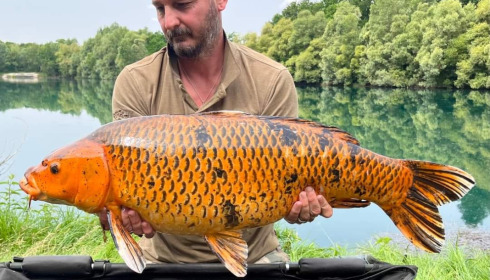 A carp from Evaro, Jun 2023