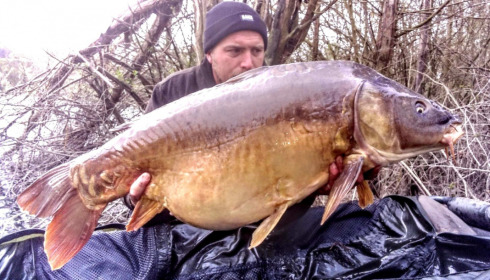 A carp from Evaro, Mar 2021