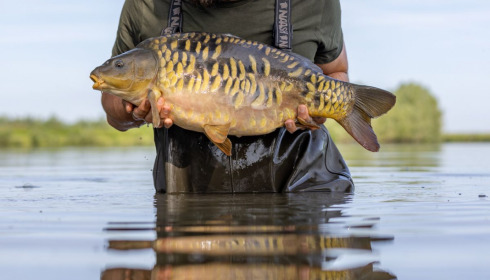 A carp from Fullys Lake, May 2022