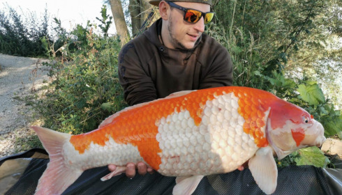 A carp from Fullys Lake, Jul 2022
