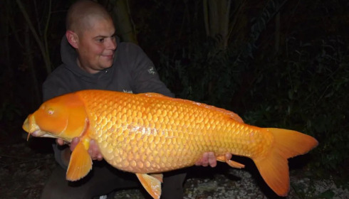A 25 lb carp from Fullys Lake, Oct 2022