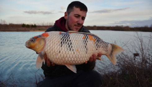 A carp from Fullys Lake, Feb 2022