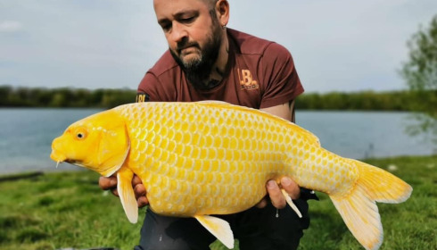 A carp from Fullys Lake, Mar 2022
