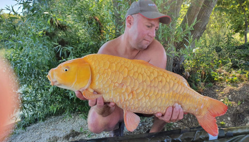 A carp from Fullys Lake, Aug 2022