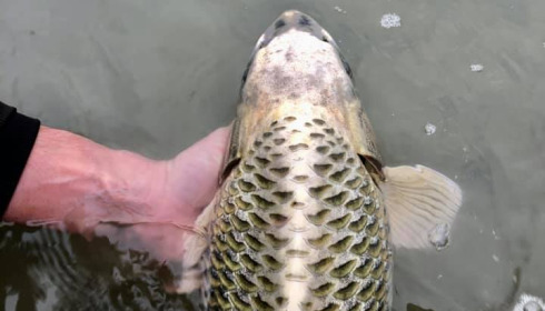 A carp from Fullys Lake, Feb 2022