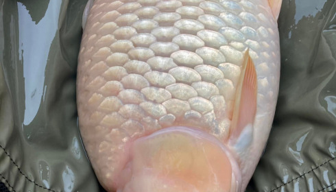 A fish from Fullys Lake, Apr 2022