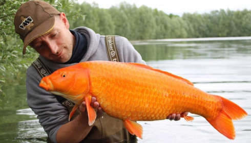 A carp from Fullys Lake, Mar 2022