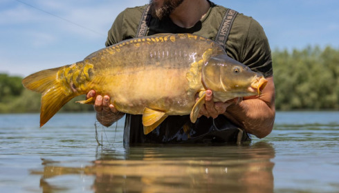 A carp from Fullys Lake, May 2022