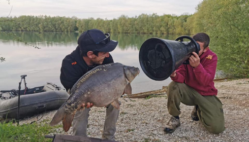 A carp from Fullys Lake, Mar 2022