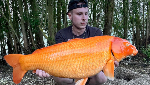 A carp from Fullys Lake, May 2022