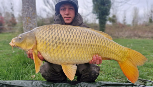 A carp from Golden Carp Lake, Apr 2023