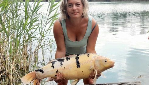 A carp from Golden Carp Lake, Aug 2022