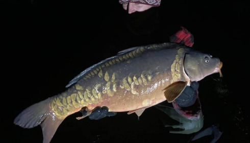 A 26 lb carp from Heart Lake, Dec 2022