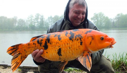 A 24 lb 4 oz carp from Jonchery 7, May 2013