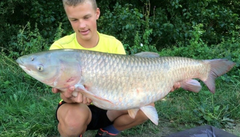 A grass carp from Jonchery 7, Aug 2015