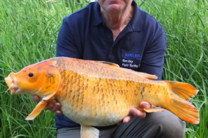A carp from Jonchery 7, Jul 2013