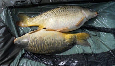 A carp from Jonchery 7, May 2013