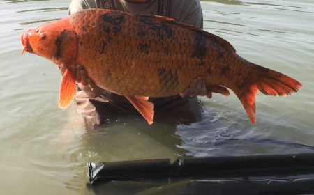 A 27 lb carp from Jonchery 7, Cameron Goodall , Aug 2017