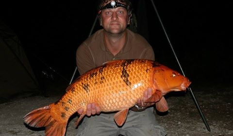 A carp from Jonchery 7, Sep 2016