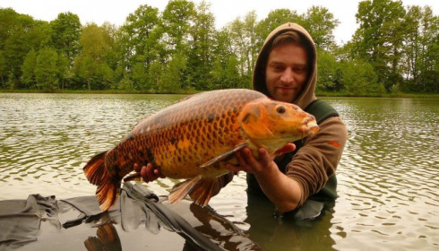 A carp from Jonchery 7, May 2018