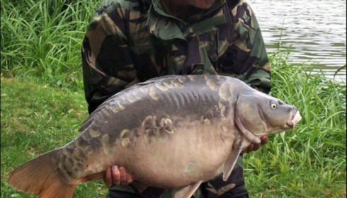 A carp from Jonchery 7, Sep 2018