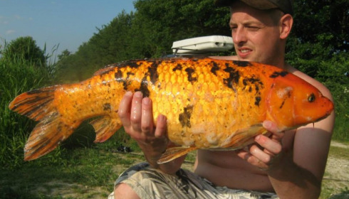 A carp from Jonchery 7, Jul 2013