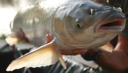 A grass carp from Jonchery 7, Apr 2014