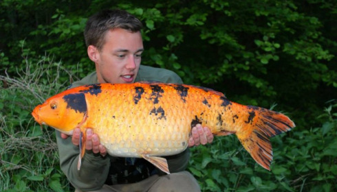 A carp from Jonchery 7, Apr 2014