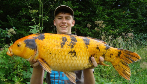 A carp from Jonchery 7, Aug 2013