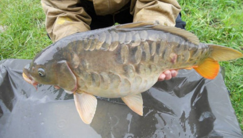 A carp from Jonchery 7, May 2013