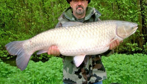 A grass carp from Jonchery 7, Daniel Meny, Apr 2013