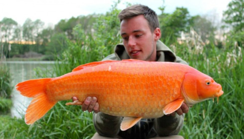 A carp from Jonchery 7, Apr 2014