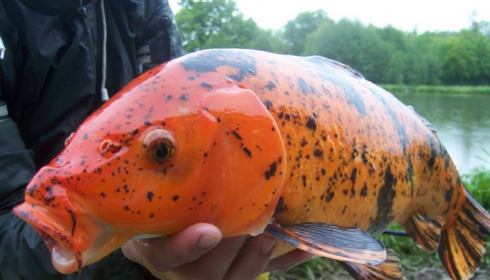 A carp from Jonchery 7, May 2013