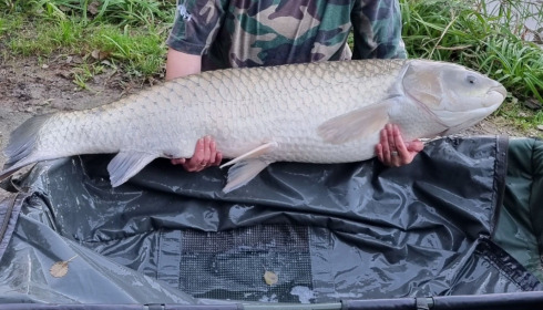 A 43 lb fish from Jonchery 7, Grass Carp, Oct 2022