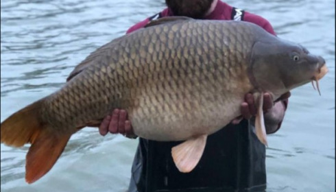 A carp from Jonchery 7, Mar 2019