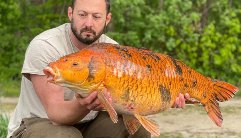 A carp from Jonchery 8, May 2022