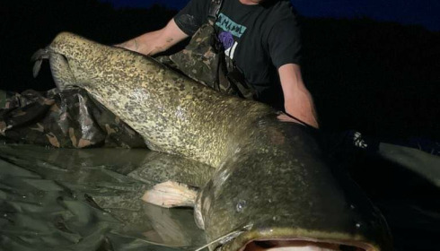 A catfish from Jonchery 8, Jul 2021