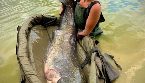 A catfish from Jonchery 8, Jun 2022