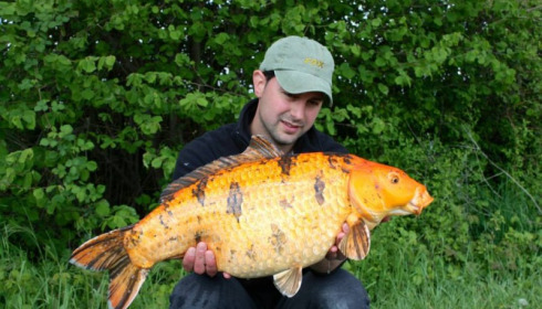 A carp from Jonchery, Swim 4, Apr 2014