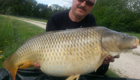 A carp from Jonchery, Swim 2, May 2014