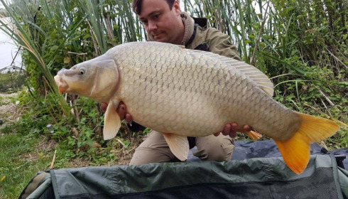 A carp from Jonchery, Jul 2017