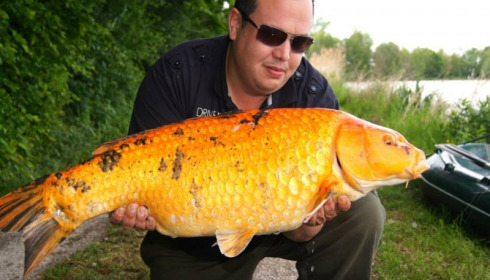 A carp from Jonchery, May 2014
