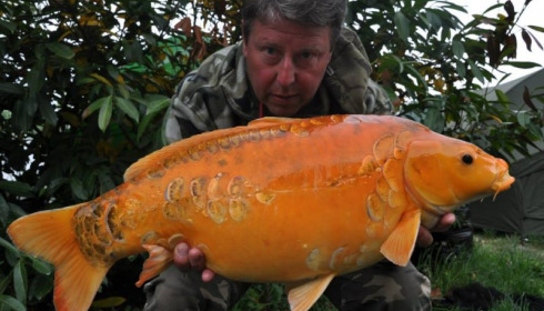 A carp from Jonchery, Swim 1, May 2014