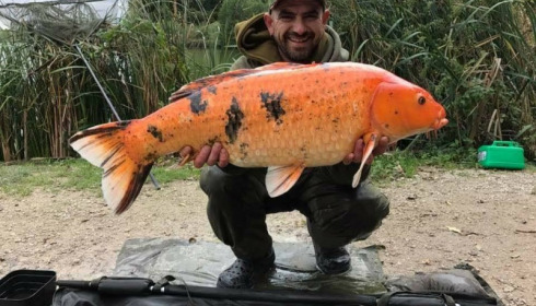 A carp from Jonchery, Oct 2017