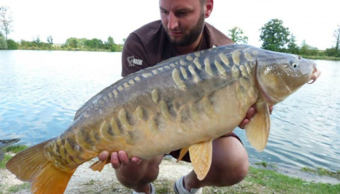 A carp from Jonchery, Aug 2014