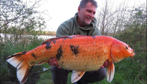 A carp from Jonchery, Apr 2019