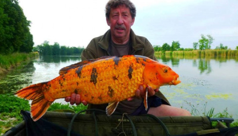 A carp from Jonchery, May 2014
