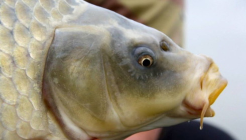 A carp from Jonchery, Apr 2014